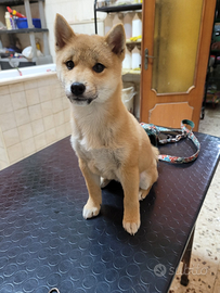 Shiba inu
