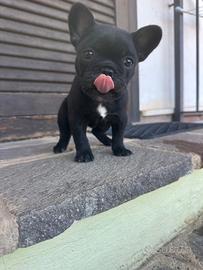 Bulldog francese nero tigrato