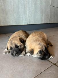 Cuccioli mamma pastore tedesco