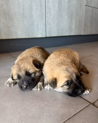 Cuccioli mamma pastore tedesco