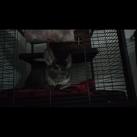 Cincillà addomesticato