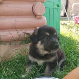 Cuccioli pastore tedesco