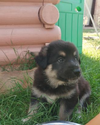 Cuccioli pastore tedesco