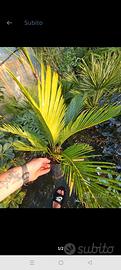 piante cicas e palme