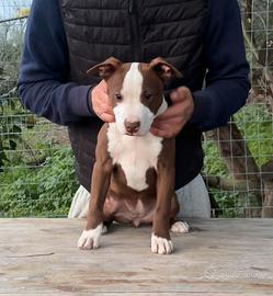 Cucciole di Pit Bull