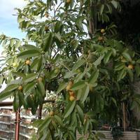 Albero di guayaba