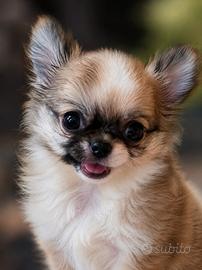 Chihuahua Pelo Lungo con Pedigree Enci 