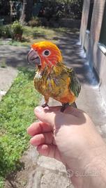 Conuro del sole