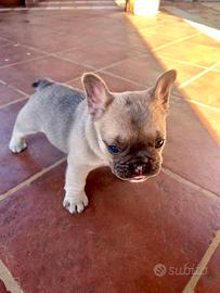 Bulldog francese