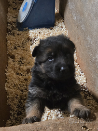 Cucciole di pastore tedesco