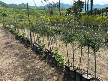 Piante di finger lime