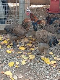 brama 