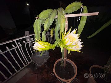 Piante
