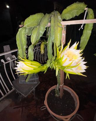 Piante