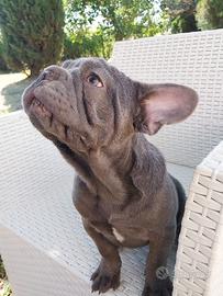 Cuccioli di bulldog francese Big Rope Velvet