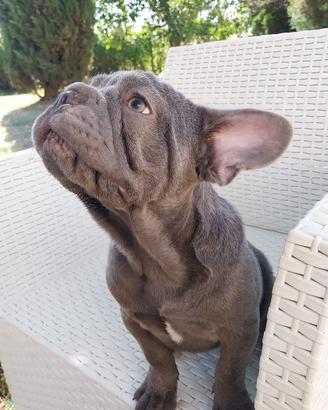 Cuccioli di bulldog francese Big Rope Velvet