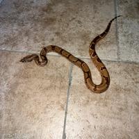 Boa constricrtor