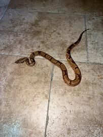 Boa constricrtor
