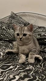 Gattine british shorthair x scottish fold
