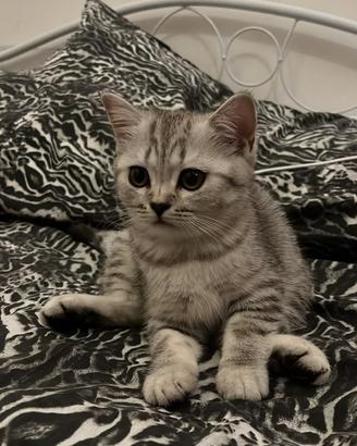 Gattine british shorthair x scottish fold
