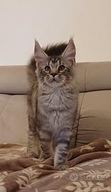 Cucciole di Maine Coon di tre mesi linea russa