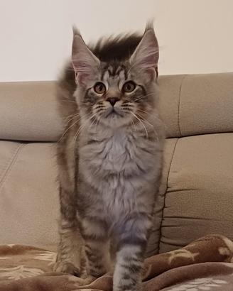 Cucciole di Maine Coon di tre mesi linea russa