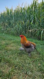 Gallo