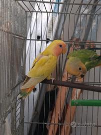 Inseparabili