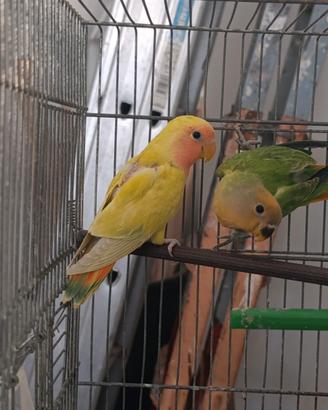 Inseparabili