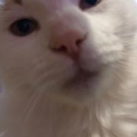 Gatto maschio di 4 anni