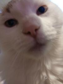 Gatto maschio di 4 anni