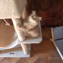 Nala scottish a pelo lungo