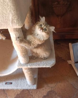 Nala scottish a pelo lungo