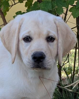 Cucciole Labrador gialle