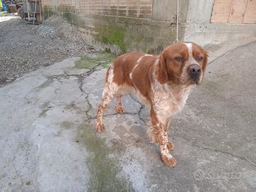 Cani da recupero e riporto