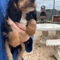 Cuccioli di cocker spaniel con Pedigree Enci