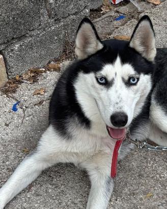 Husky Siberiano