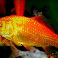 Pesci rossi