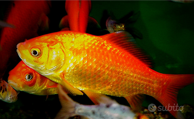 Pesci rossi