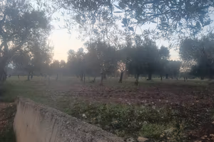 trullo a Castellana Grotte 