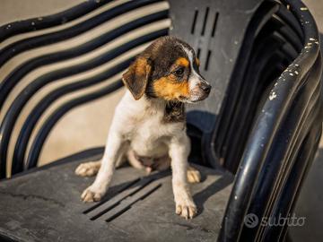 Cucciola Jack Russel Pinscher