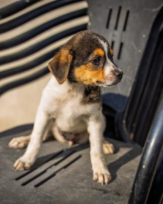 Cucciola Jack Russel Pinscher