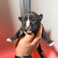 Cuccioli di American Pit Bull Grossa Taglia