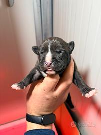 Cuccioli di American Pit Bull Grossa Taglia