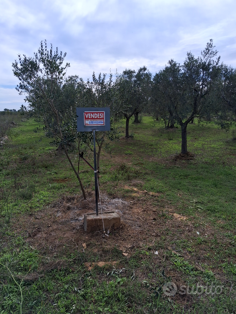 Terreno uliveto - Altro