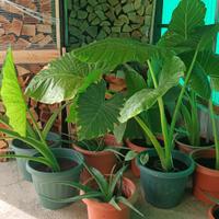Piante di Alocasia