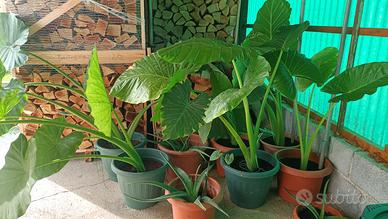 Piante di Alocasia