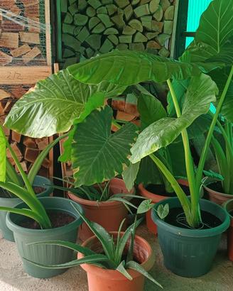 Piante di Alocasia