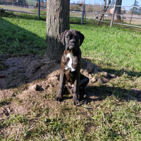 Boxer