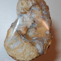 Legno fossile